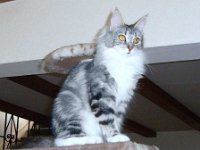 Silver Tabby and White 1b